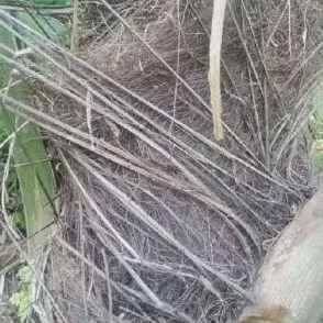 lidi injuk / lidi pohon aren / harupat