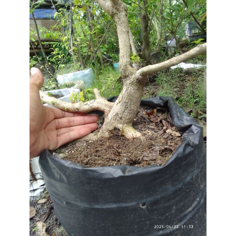 Wahong Gunung Ori Bogel, Realpict