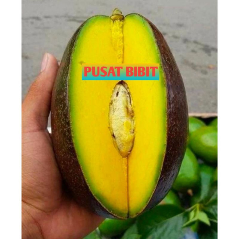 Bibit Alpukat Cuba Okulasi Super Okulasi