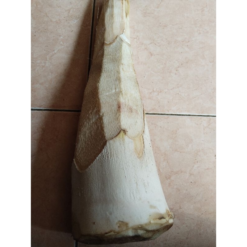 

umbut kelapa segar 1kg