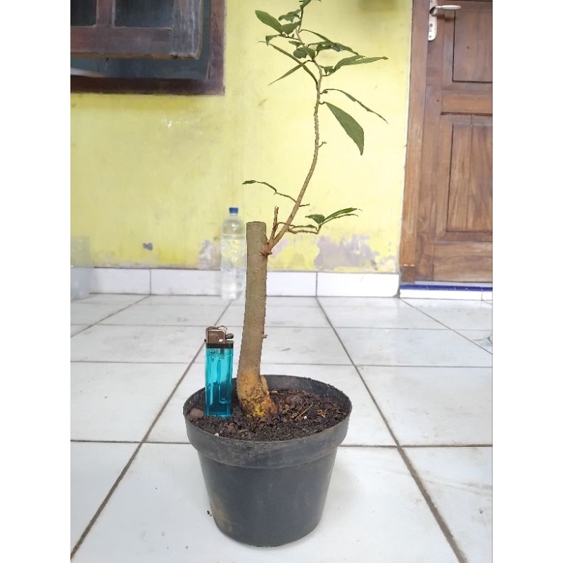Bonsai serut | bahan bonsai serut small