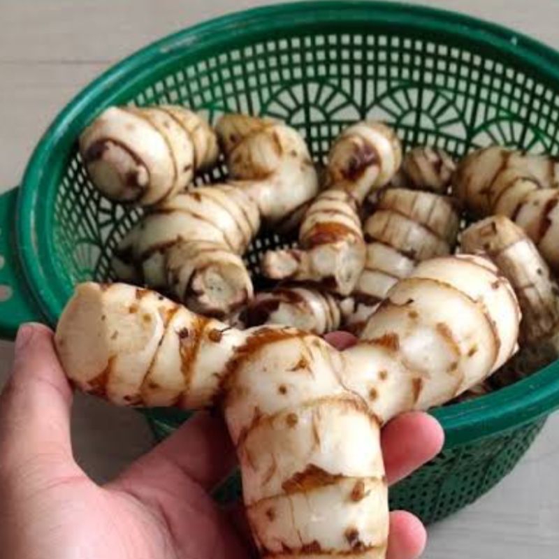 

Umbi ganyong putih segar 500 gram