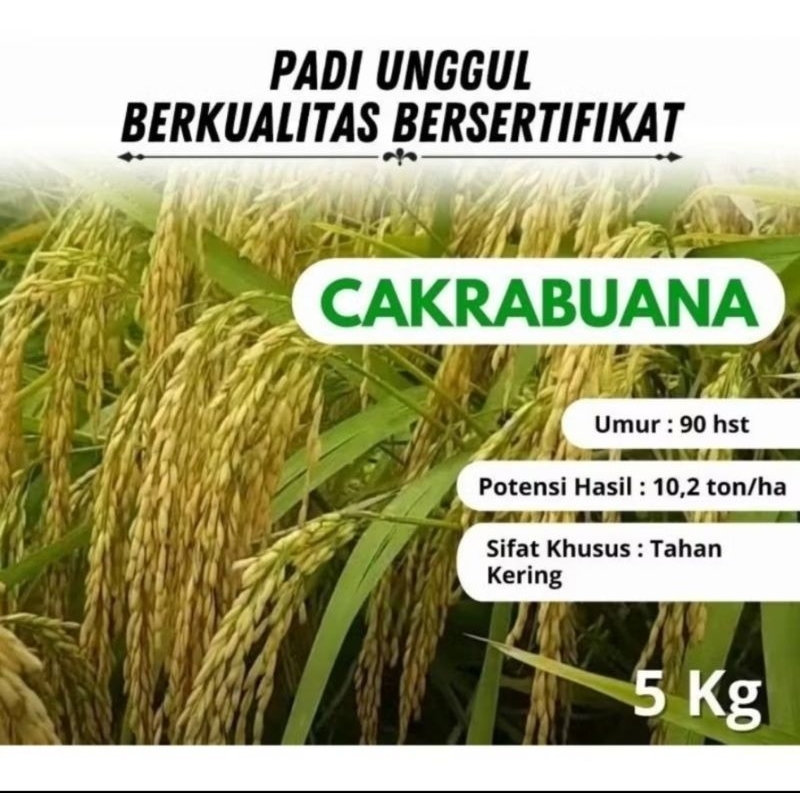 BENIH BIBIT PADI CAKRABUANA PER 1KG