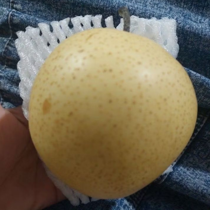 

BUAH PEAR MADU MANIS FRESH