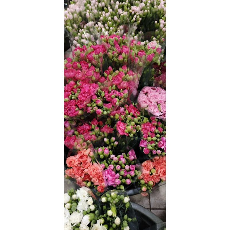 BUNGA CARNATION