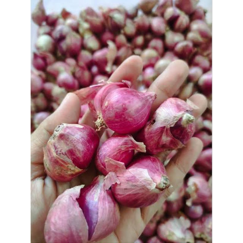 

Bawang Merah Berkualitas Nganjuk