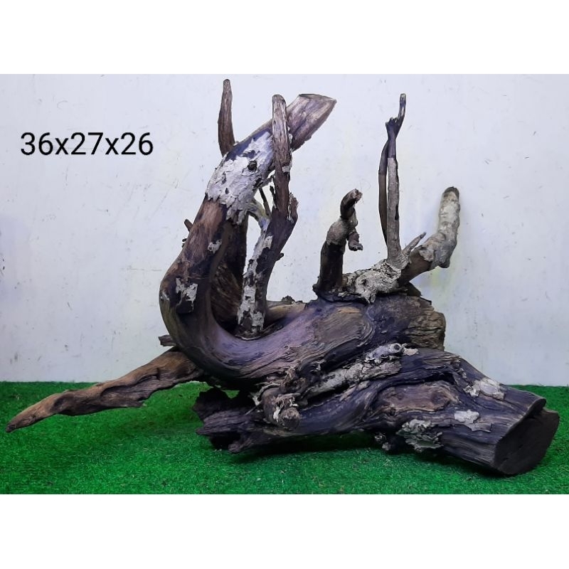 Bonggol Kayu Santigi Laut 36cm Kayu Tenggelam Aquascape Aquarium Taman 36x27x26 C1