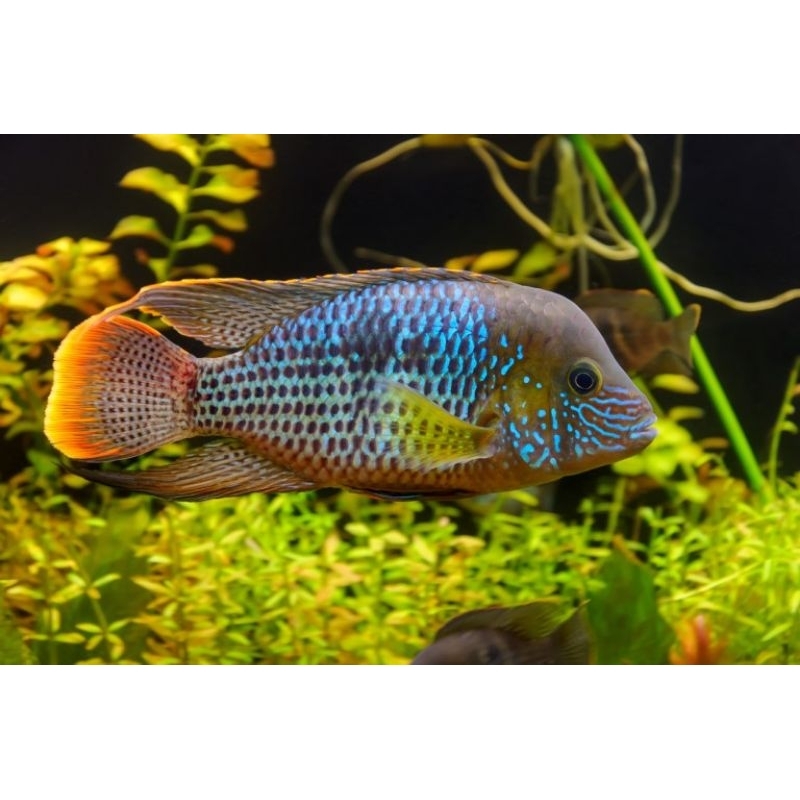 Green Terror Cichlid