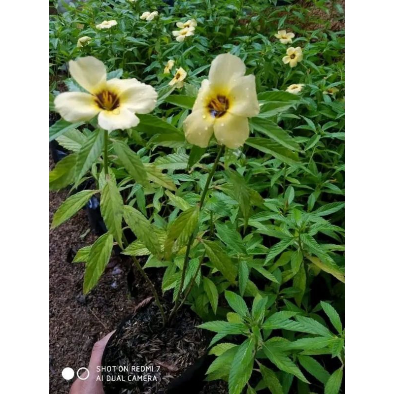 tanaman semak bunga turnera