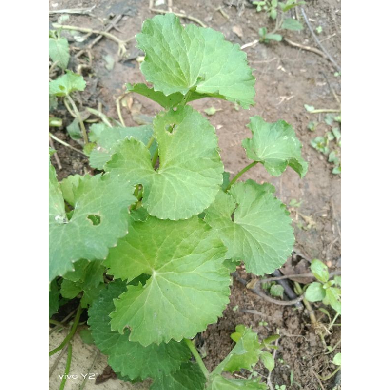 

daun pangan/antanan seugar 250/gram