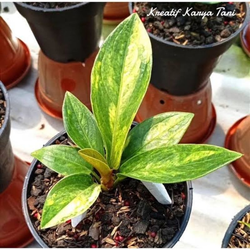 Jemani Tanduk Varigata Hybrid/Jemani Varian Tanduk Varigata size kecil