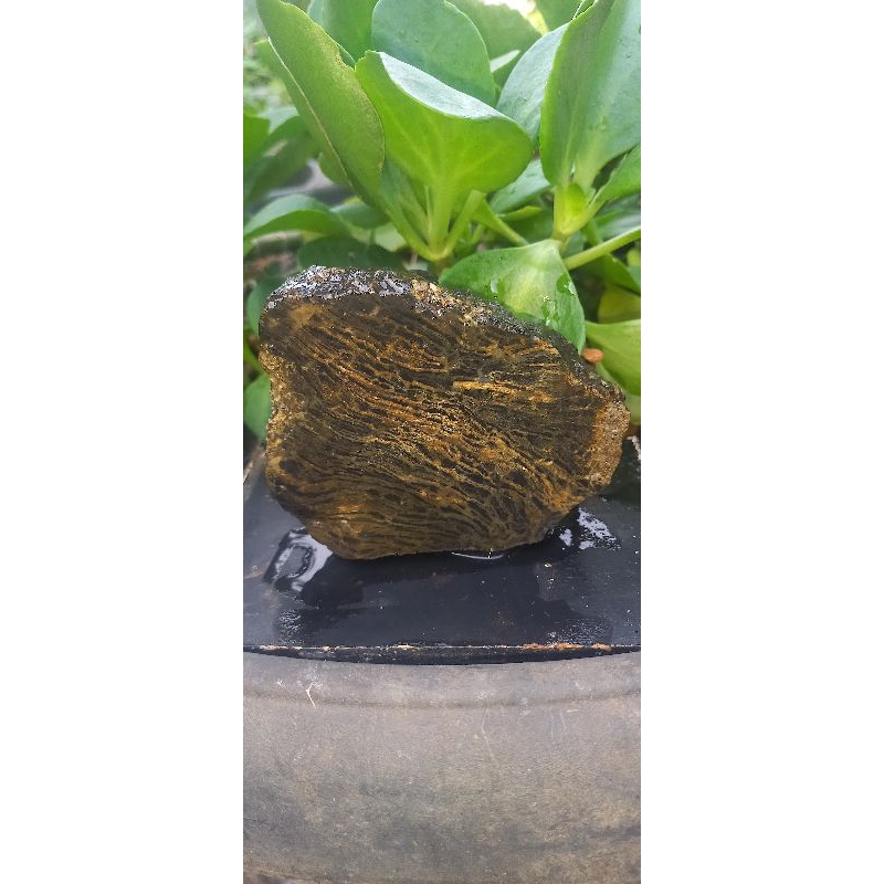 Natural fosil kayu garut 6