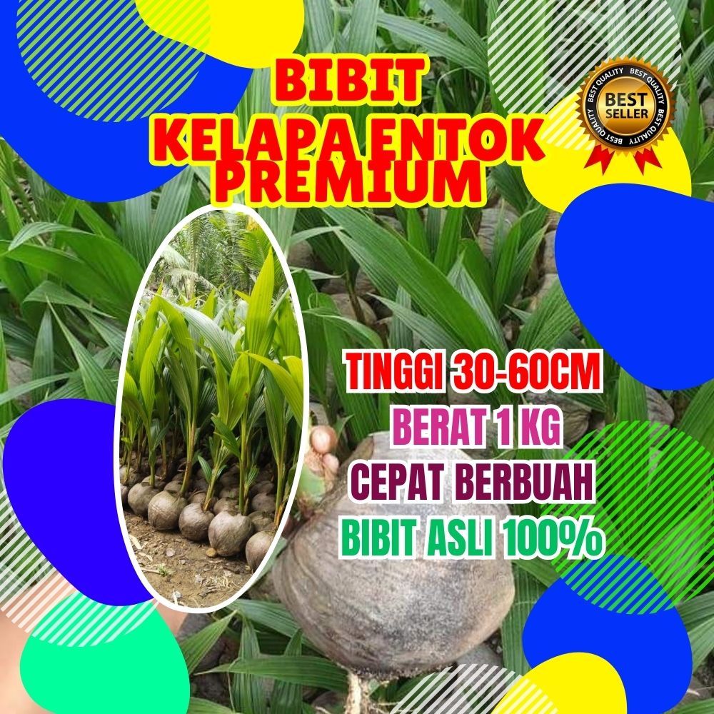 TERBAIK.. Benih Kelapa Entok Anakan, Benih Kelapa Entok Anak