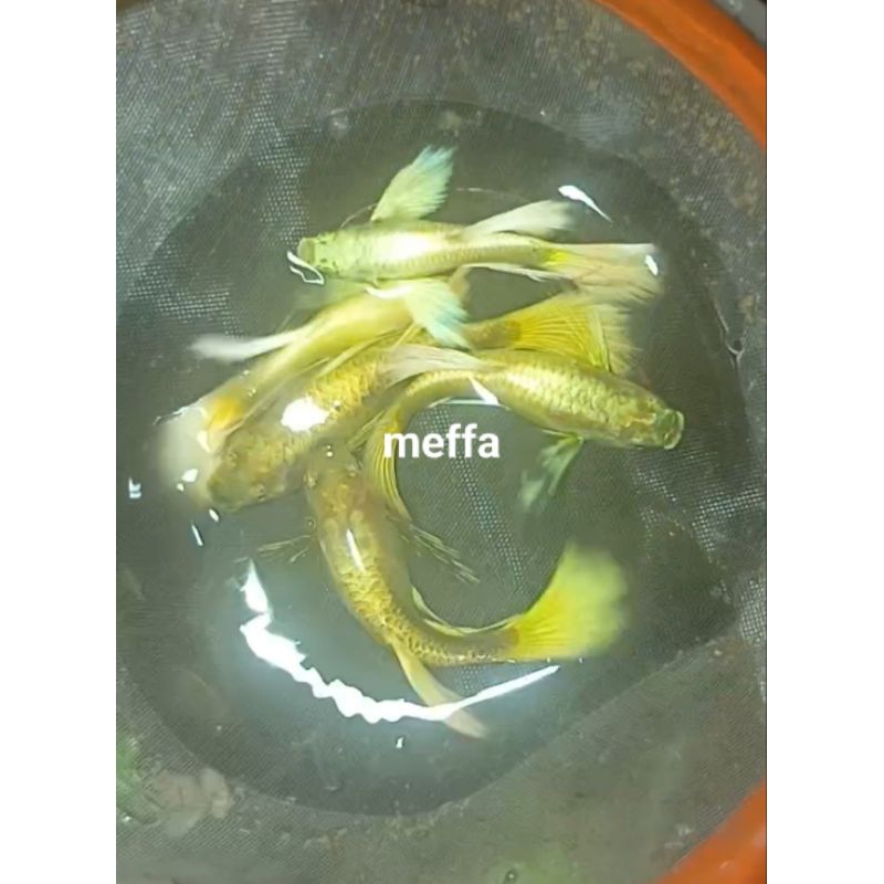 Guppy full gold ribbon long ear