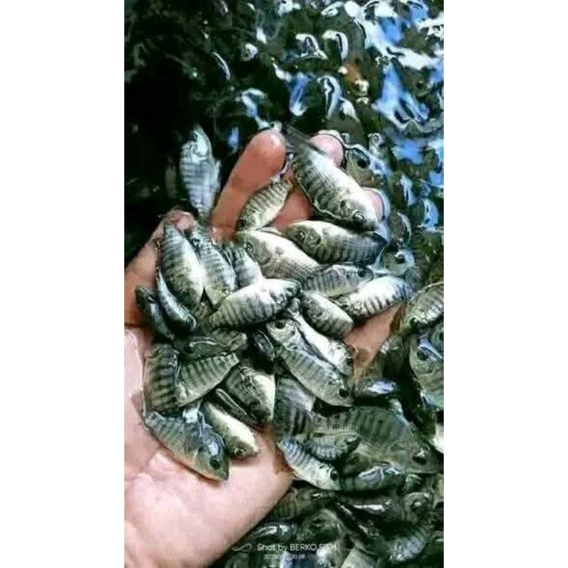 Benih  nila merah   bangkok &nila hitam nirwana 3 peket 1000  ekor siap kirim pengiriman bergaransi