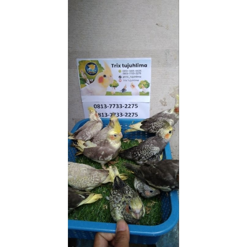 parkit Australia falk cinamon  pearl pied special lolohan