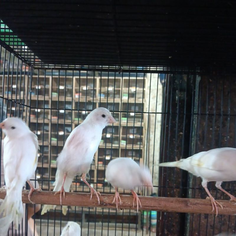 KENARI (Bahan Jantan Lokal Super)