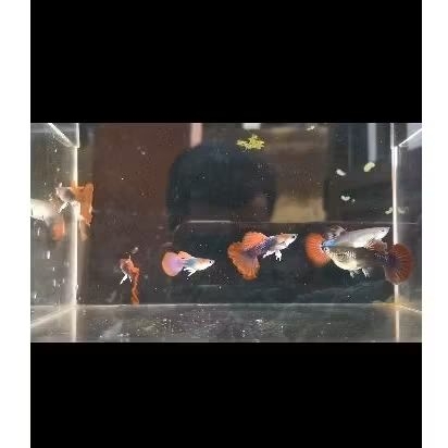 hiasan aquarium Guppy Hb red rose tail murahhh