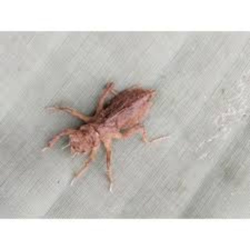 larva capung(otet-otet)anak kijeng/per 40 ekor