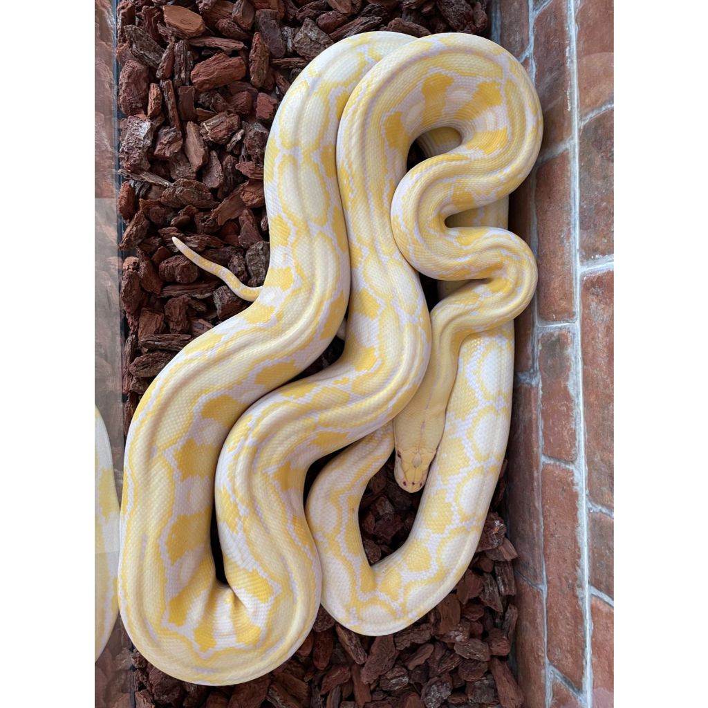 Ular Retic Python Super Dwarf (50%) Tiger Albino