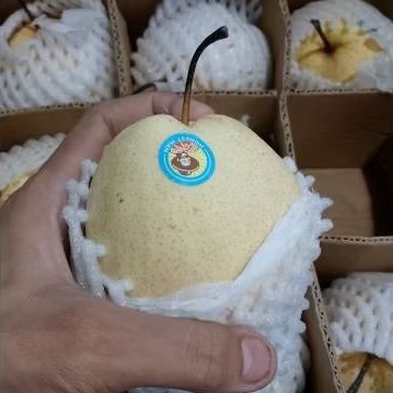 

Buah Pear Sweet Jual Per 1 Dus karton