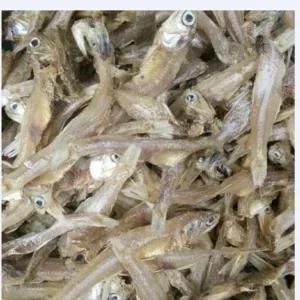 

Teri tawar 250 gr