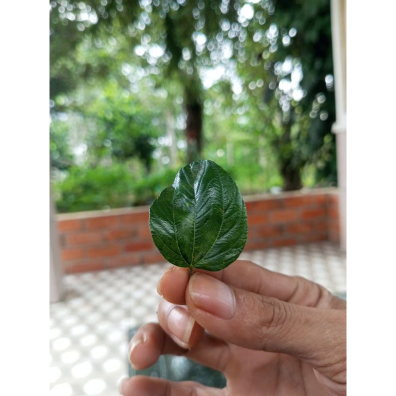 

Daun Bidara fresh langsung petik di pohon - 100 lembar