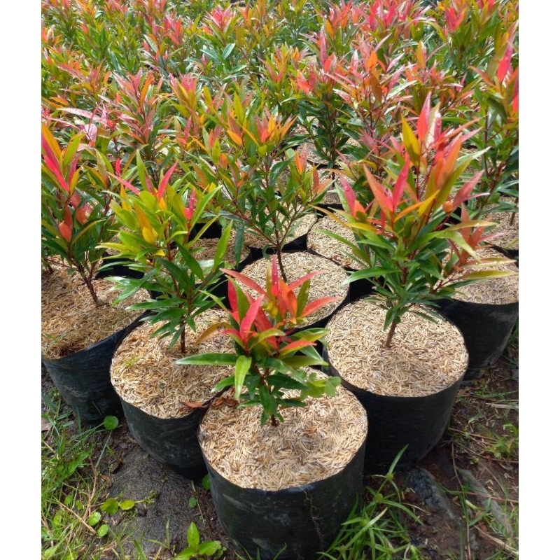 Promo COD Bibit Tanaman Pohon Pucuk Merah-Pucuk Merah-Pohon Pucuk Merah