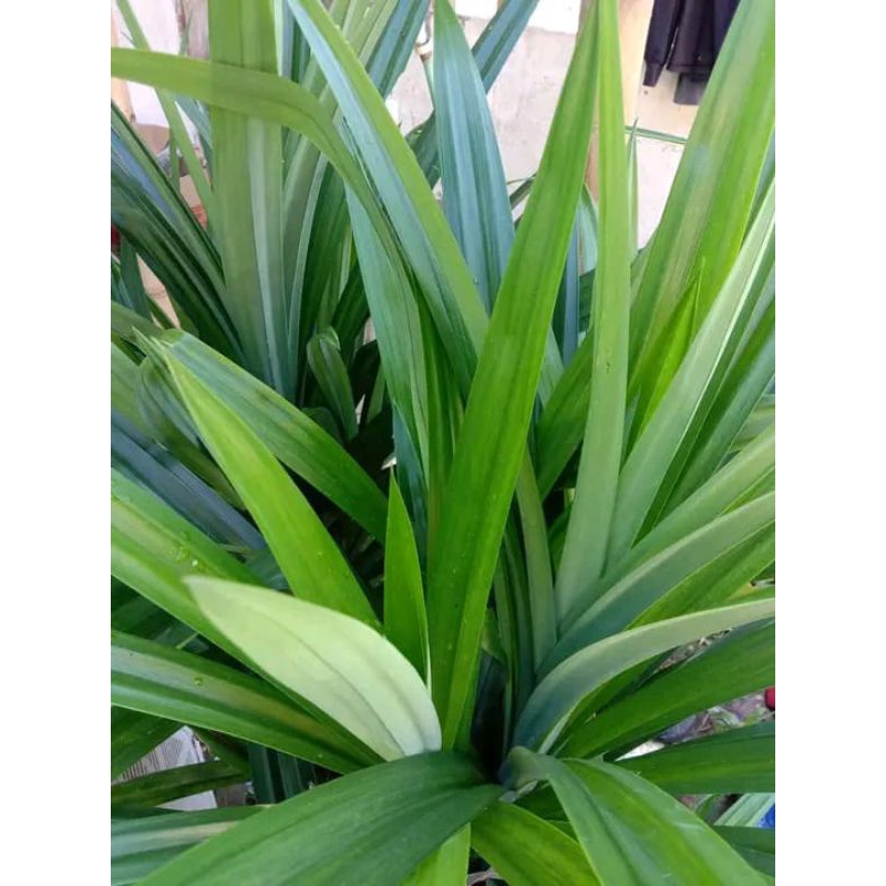 

DAUN PANDAN WANGI FRESSS