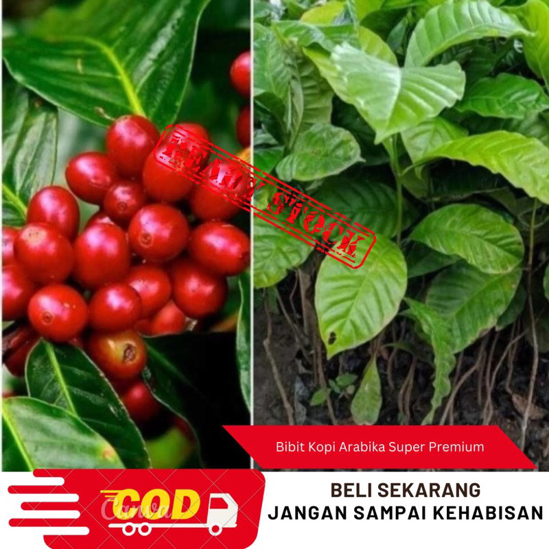 Promo 10 Bibit kopi arabika unggul/Bibit kopi premium
