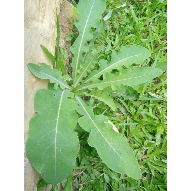 

daun camawak/daun tempuyung fresh 1 kg