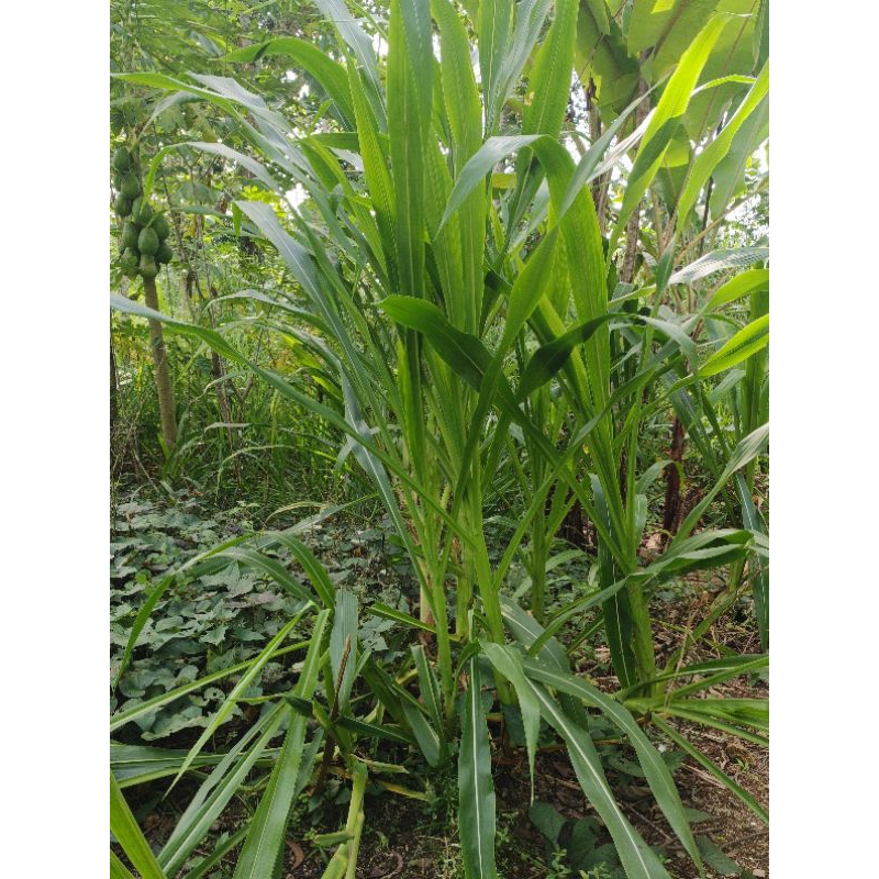 BIBIT GUATEMALA RUMPUT(1kg)