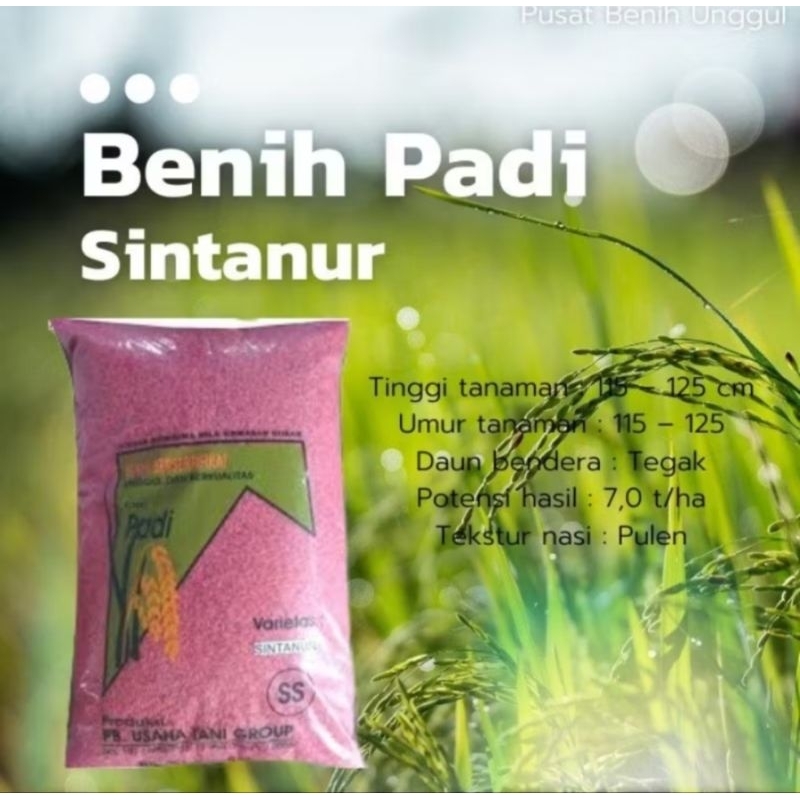 BENIH BIBIT PADI SINTANUR PER 2KG