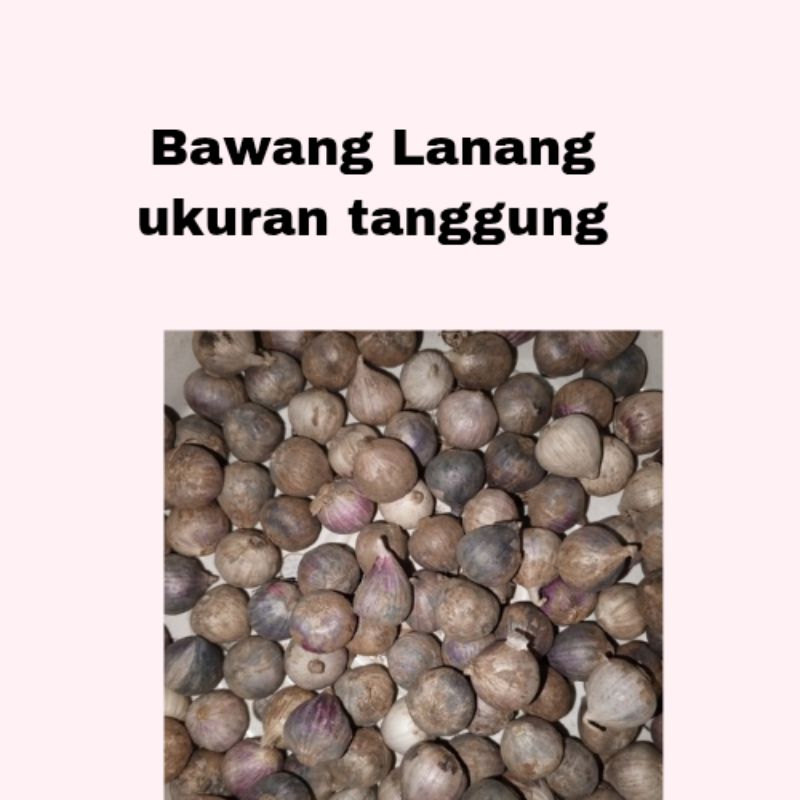 

Bawang Lanang/Bawang putih tunggal impor ukuran sedang 1kg