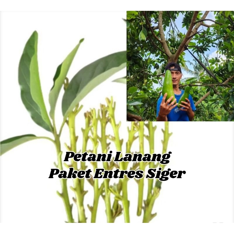 Paket 15 Entres Alpukat Siger Valid 100%