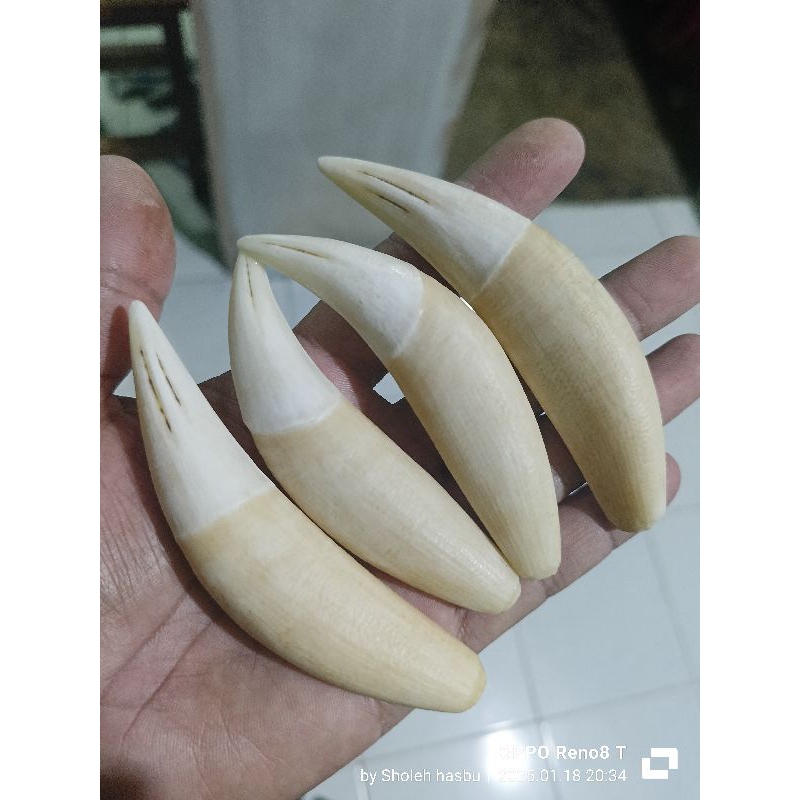 taring, harimau,satu,set