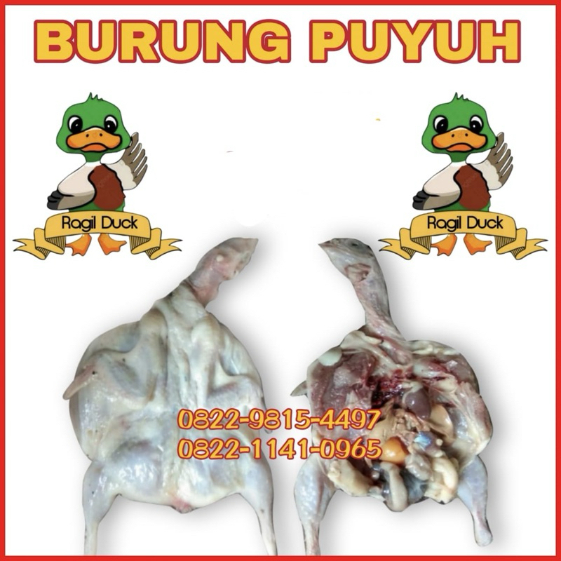 

Daging Puyuh