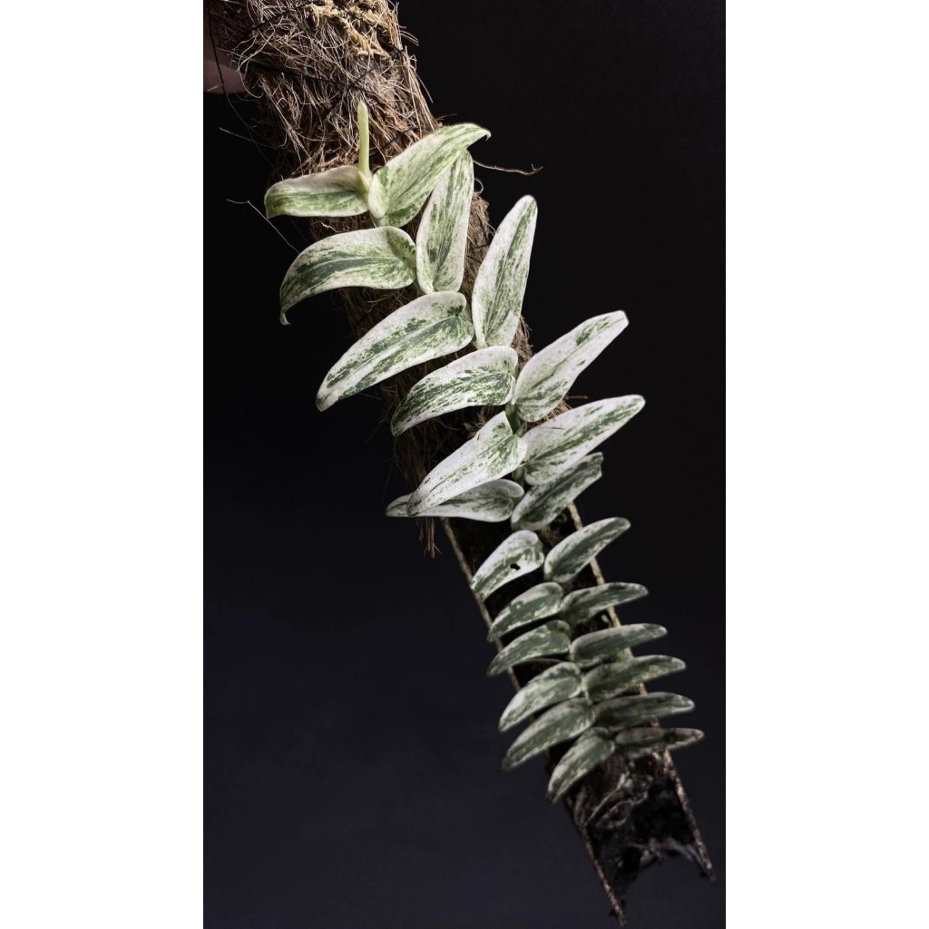 Raphidophora tenuis varigata