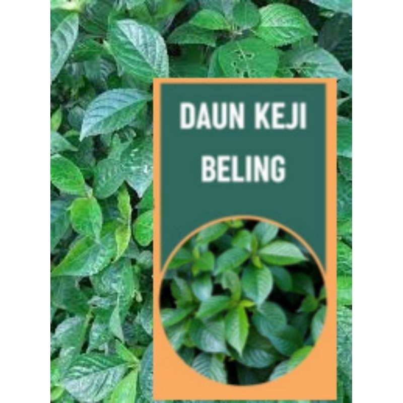 

daun keji beling 30 lmbr freshh segar organik petik dadakan