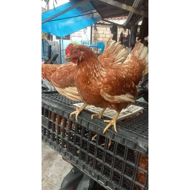 

Ayam petelur Siap produksi 24 minggu