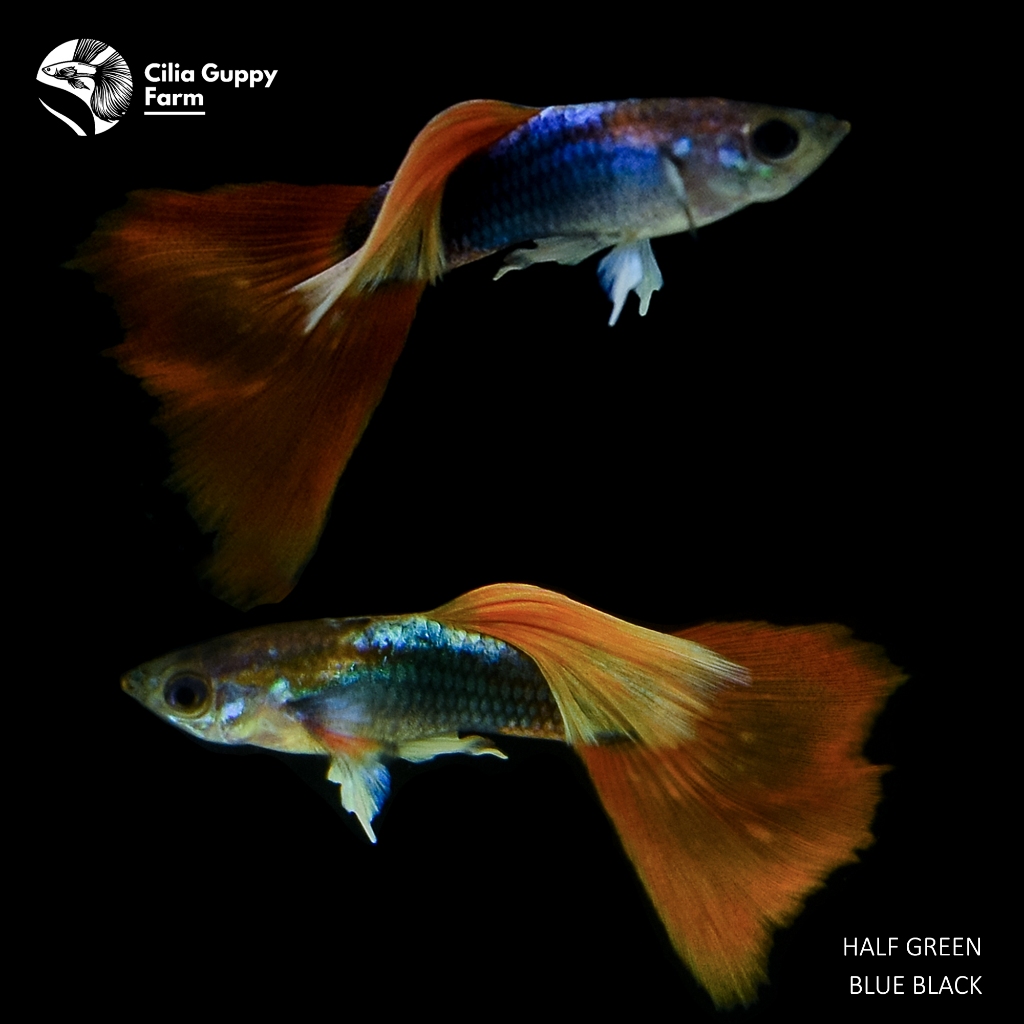 Guppy Half Green Blue Black | Hiasan Aquarium | Hiasan Aquascape | Hiasan Akuarium | Ikan Guppy |
