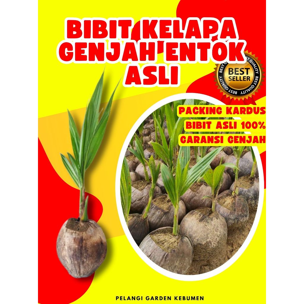 TERLARIS.. Benih Kelapa Kopyor Original, Benih Kelapa Kopyor Pati
