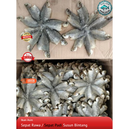

Ikan Asin Sepat Rawa | Sepat Padi Susun Bintang Kualitas Premium