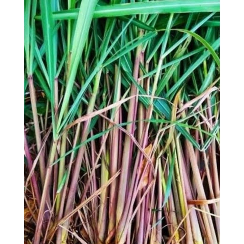 

Sereh Wangi Segar 1000gr - Sereh Merah - Serai Merah