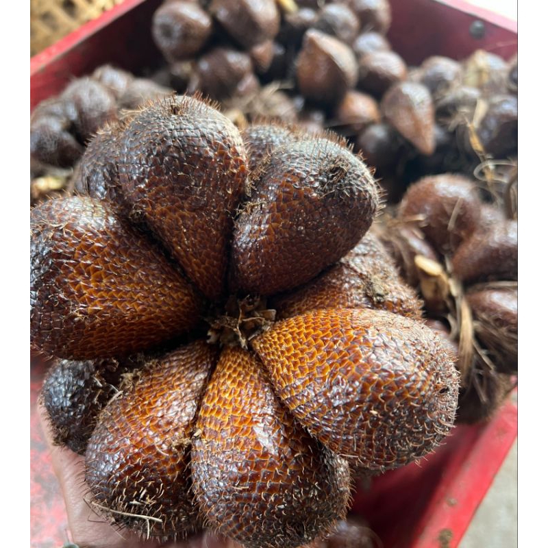 

buah salak pondoh 1 kg fress & baru petik