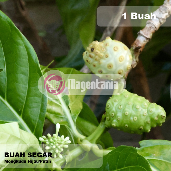 

Mengkudu Buah Segar 1 pcs Pace