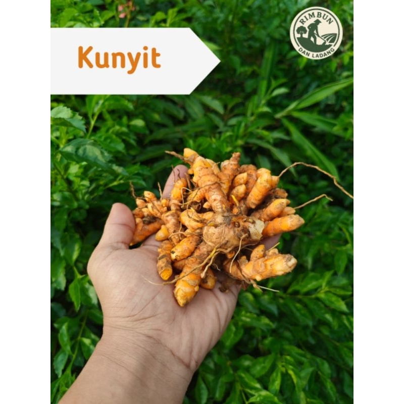 

Kunyit / Kunir Asli Segar Organik