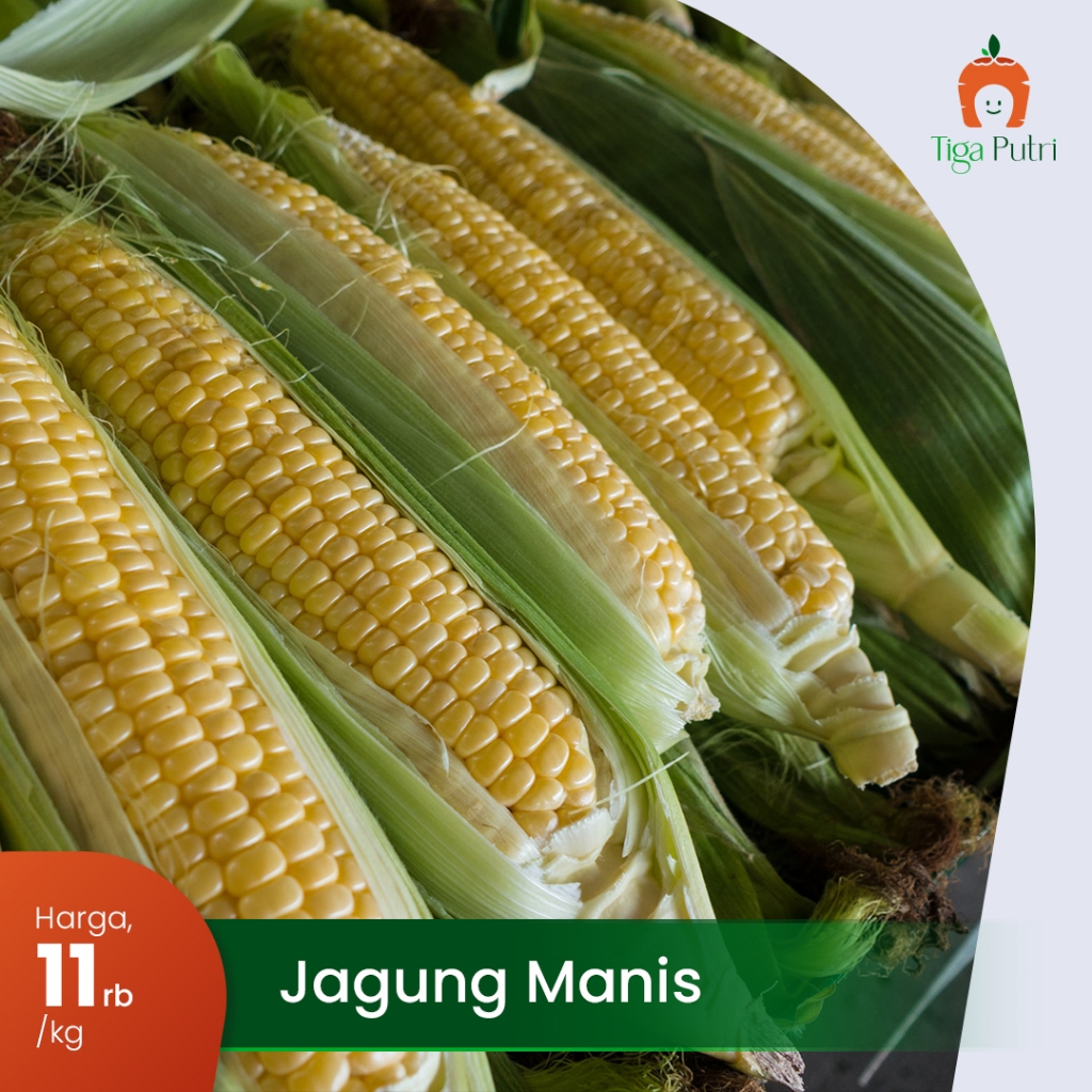 

Jagung Manis Segar Langsung dari Petani, Bebas Pengawet