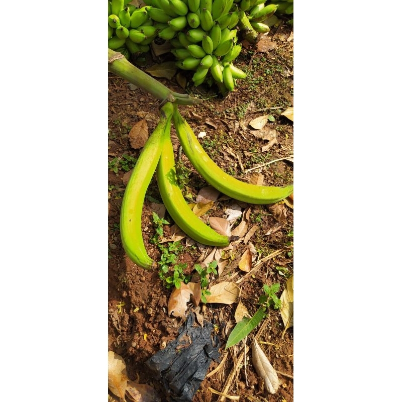 

Promo 1 kg isi 3 Pisang Tanduk Jumbo Asli Pati