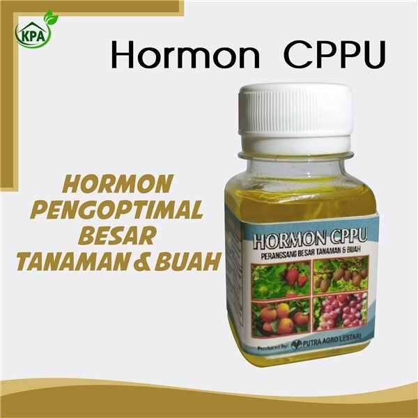Hormon Mengoptimalkan Besar Tanaman & Buah – CPPU